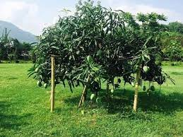 Amrapali Mango Fruit Plant Manufacturer & Supplier in India